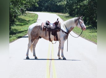 Paint Horse, Castrone, 7 Anni, 152 cm, Grullo