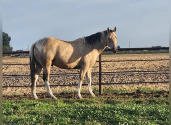 Paint Horse, Castrone, 7 Anni, 152 cm, Pelle di daino