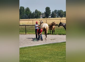 Paint Horse, Castrone, 7 Anni, 152 cm, Pelle di daino