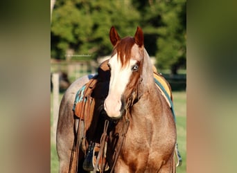 Paint Horse, Castrone, 7 Anni, 152 cm, Roano rosso