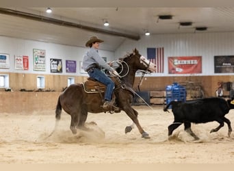 Paint Horse, Castrone, 7 Anni, 152 cm, Sauro scuro