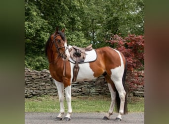 Paint Horse, Castrone, 7 Anni, 152 cm, Sauro scuro