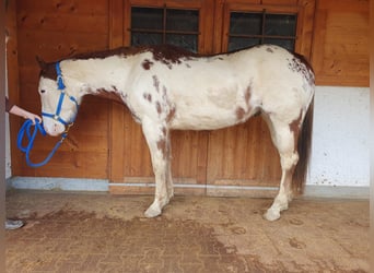Paint Horse, Castrone, 7 Anni, 154 cm, Overo-tutti i colori