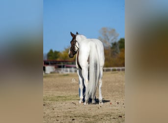Paint Horse, Castrone, 7 Anni, 155 cm, Baio roano