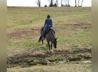 Paint Horse, Castrone, 7 Anni, 155 cm, Grullo