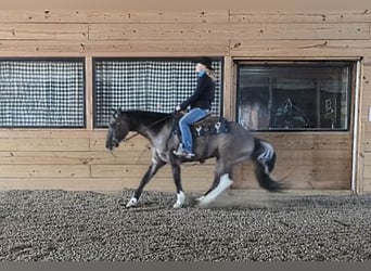 Paint Horse, Castrone, 7 Anni, 155 cm, Grullo