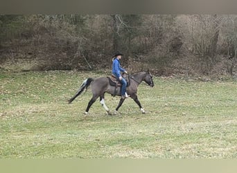 Paint Horse, Castrone, 7 Anni, 155 cm, Grullo