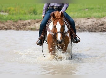 Paint Horse, Castrone, 7 Anni, 157 cm, Tobiano-tutti i colori