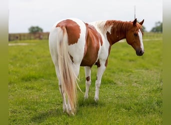 Paint Horse, Castrone, 7 Anni, 157 cm, Tobiano-tutti i colori