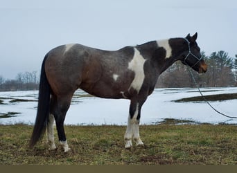 Paint Horse, Castrone, 7 Anni, 168 cm, Roano blu