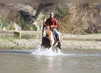 Paint Horse, Castrone, 7 Anni, Sauro scuro