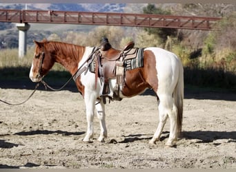 Paint Horse, Castrone, 7 Anni, Sauro scuro