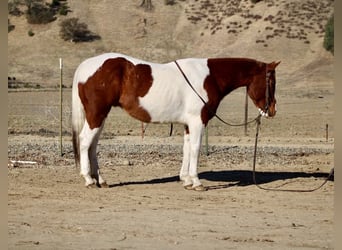 Paint Horse, Castrone, 7 Anni, Sauro scuro