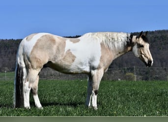 Paint Horse Mix, Castrone, 8 Anni, 145 cm, Pezzato