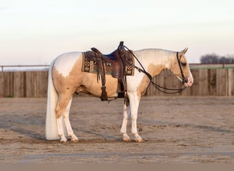 Paint Horse, Castrone, 8 Anni, 145 cm, Tobiano-tutti i colori