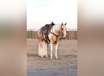 Paint Horse, Castrone, 8 Anni, 145 cm, Tobiano-tutti i colori