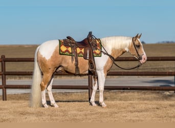 Paint Horse, Castrone, 8 Anni, 145 cm, Tobiano-tutti i colori