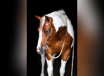 Paint Horse, Castrone, 8 Anni, 150 cm, Sauro scuro