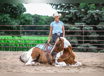 Paint Horse, Castrone, 8 Anni, 150 cm, Sauro scuro