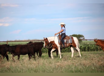 Paint Horse, Castrone, 8 Anni, 150 cm, Sauro scuro
