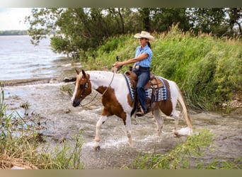 Paint Horse, Castrone, 8 Anni, 150 cm, Sauro scuro