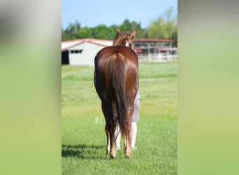 Paint Horse, Castrone, 8 Anni, 152 cm, Overo-tutti i colori