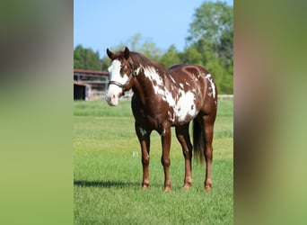 Paint Horse, Castrone, 8 Anni, 152 cm, Overo-tutti i colori