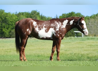 Paint Horse, Castrone, 8 Anni, 152 cm, Overo-tutti i colori