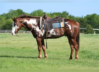 Paint Horse, Castrone, 8 Anni, 152 cm, Overo-tutti i colori