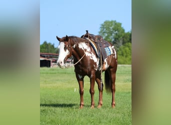 Paint Horse, Castrone, 8 Anni, 152 cm, Overo-tutti i colori