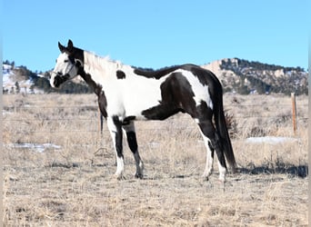 Paint Horse, Castrone, 8 Anni, 152 cm, Pezzato