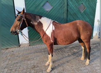 Paint Horse, Castrone, 8 Anni, 152 cm, Tobiano-tutti i colori