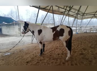 Paint Horse, Castrone, 8 Anni, 153 cm, Overo-tutti i colori