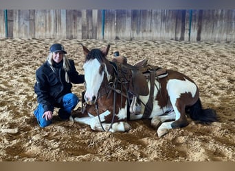 Paint Horse, Castrone, 8 Anni, 155 cm, Tobiano-tutti i colori
