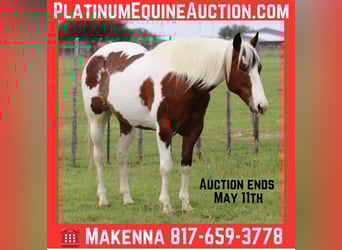 Paint Horse, Castrone, 8 Anni, 155 cm, Tobiano-tutti i colori