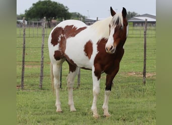 Paint Horse, Castrone, 8 Anni, 155 cm, Tobiano-tutti i colori