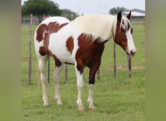 Paint Horse, Castrone, 8 Anni, 155 cm, Tobiano-tutti i colori