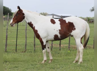 Paint Horse, Castrone, 8 Anni, 155 cm, Tobiano-tutti i colori