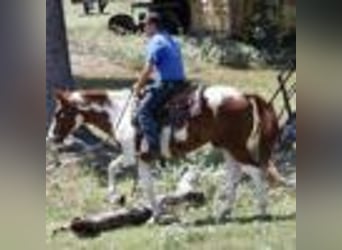 Paint Horse, Castrone, 8 Anni, 155 cm, Tobiano-tutti i colori