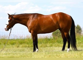 Paint Horse, Castrone, 8 Anni, 163 cm, Baio ciliegia