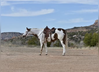 Paint Horse, Castrone, 8 Anni, 163 cm, Sauro scuro
