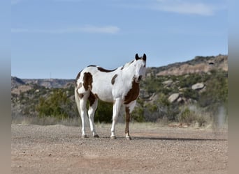 Paint Horse, Castrone, 8 Anni, 163 cm, Sauro scuro