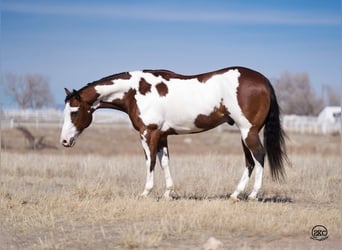 Paint Horse, Castrone, 8 Anni, Baio ciliegia