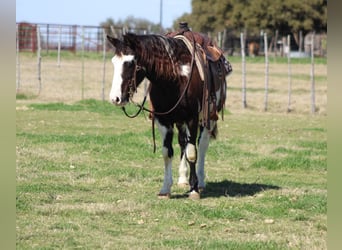 Paint Horse, Castrone, 9 Anni, 137 cm, Overo-tutti i colori