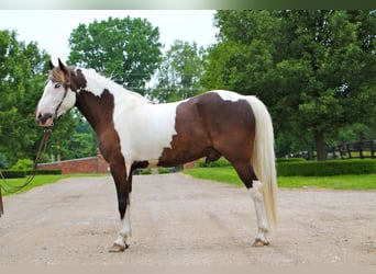 Paint Horse, Castrone, 9 Anni, 147 cm, Tobiano-tutti i colori