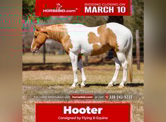 Paint Horse, Castrone, 9 Anni, 150 cm, Tobiano-tutti i colori