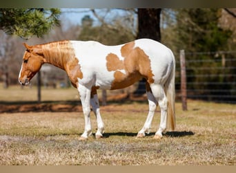 Paint Horse, Castrone, 9 Anni, 150 cm, Tobiano-tutti i colori