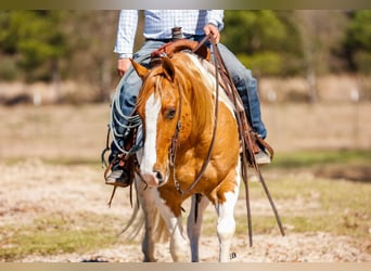 Paint Horse, Castrone, 9 Anni, 150 cm, Tobiano-tutti i colori