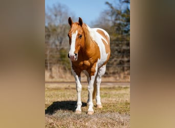 Paint Horse, Castrone, 9 Anni, 150 cm, Tobiano-tutti i colori