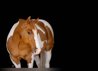 Paint Horse, Castrone, 9 Anni, 150 cm, Tobiano-tutti i colori